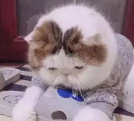 搞笑gif趣图这么胖的猫咪说不是奶奶养的都没人信
