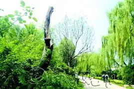 一夜大风,多棵行道树被刮断
