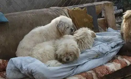 是谁在冬天杀死了楼下的流浪狗
