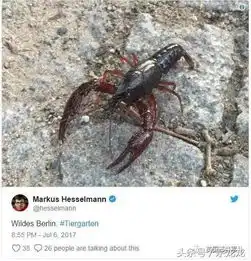 德国小龙虾泛滥,中国小龙虾很贵,吃货们想帮你们,可否包机
