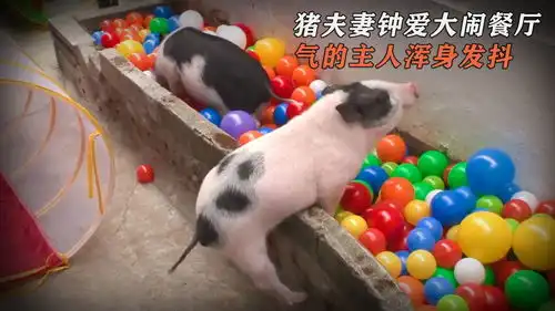 两头猪天天联合搞破坏,大闹餐厅竟还有粉丝,主人气得浑身发抖
