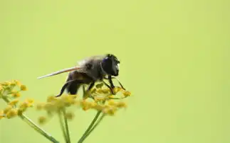 蜂的古诗
