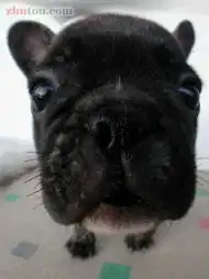 一群表情丰富的狗狗

