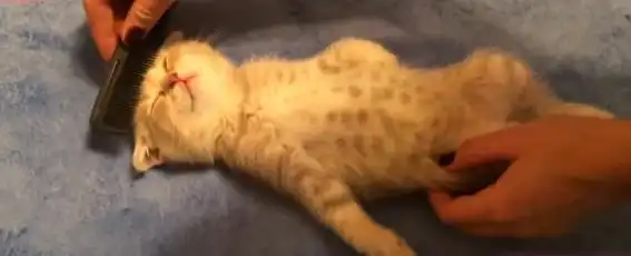 小橘猫沉迷睡觉,妹子无法叫醒它,索性就给它摆出各种搞笑造型
