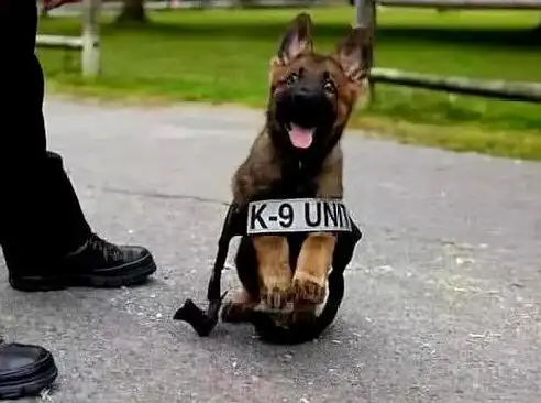 小警犬第一次执勤,太害怕抱警官大腿,网友你不要这么可爱好吗

