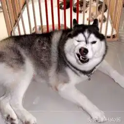 34张证明有二哈的陪伴人生会超精彩的爆笑日常照片
