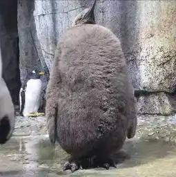 企鹅换毛超搞笑,像是个穿着皮草的阿姨,还没穿裤子
