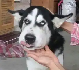 搞笑段子老爸的朋友来家里吃饭,我做的菜被嫌弃,我气得全吃完
