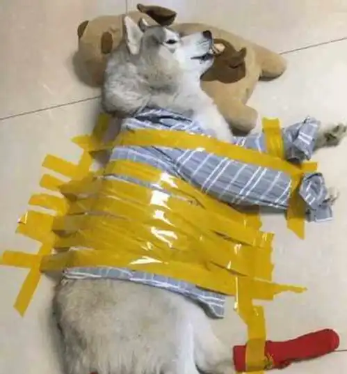 哈士奇总拆家,主人拿胶带把它固定在地板,二哈还很配合

