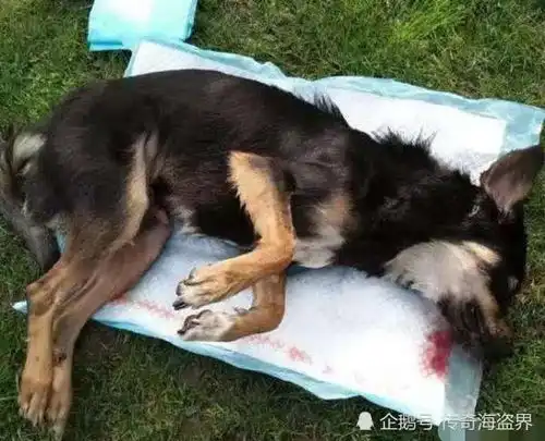 狗死后不可土埋,科学道理为你说明一切
