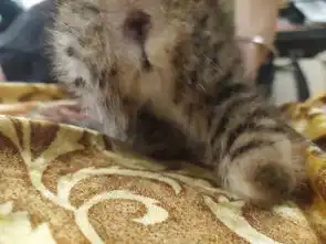 请问下这个是公猫还是母猫啊有图片
