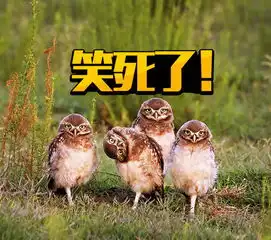 橘子娱乐原来还有喜剧野生动物摄影奖,这些照片也太搞笑了
