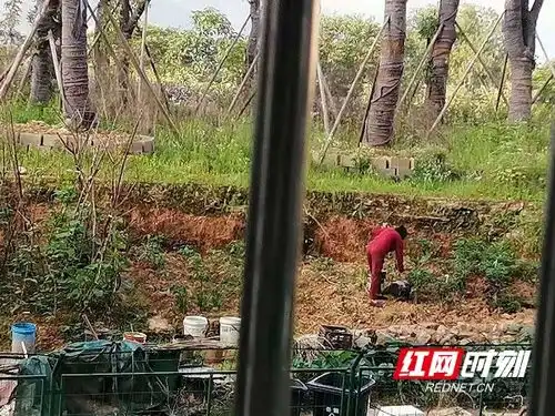 城市里种菜是放不下的乡愁还是不受待见的勤劳

