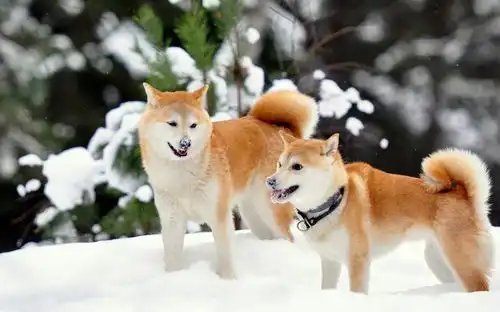 网红狗柴犬适合养吗它的优缺点,了解清楚再说吧
