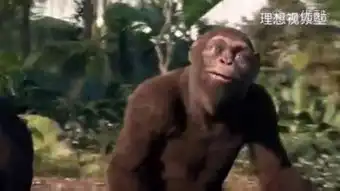 猩猩搞笑
