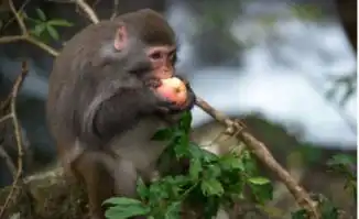 猴子吃苹果问题
