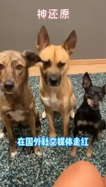 主人拿狗狗以前的照片给狗狗们模仿,结果真是让人没想到...
