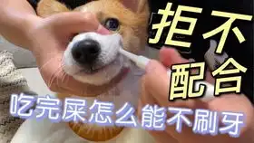 吓死芥末宝宝了
