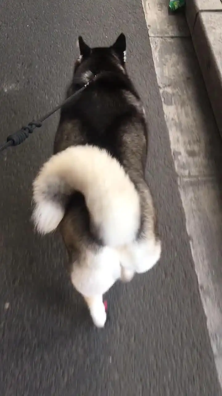 哈士奇扭屁股的姿势比柯基还逗,笑喷了
