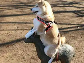 搞笑图片谁说猪傻,我看智商还挺高的
