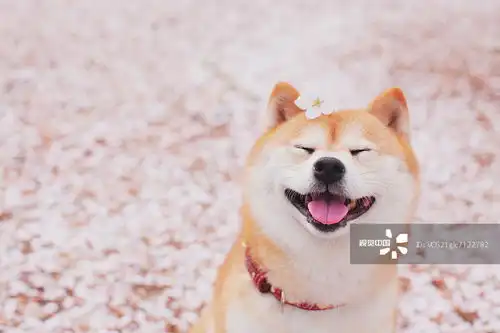摄影图片
