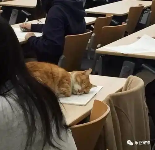 毕业季来临,又到了大家扔猫扔狗扔垃圾的时候
