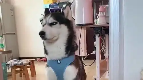 二哈早上起来就发呆,一副苦瓜脸的看着女主人,一动不动太搞笑了
