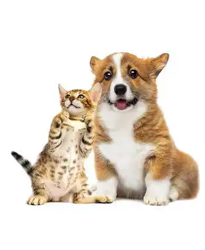 点击来源直接获取大图文件一只小狗和小猫的有趣面孔摄影搞笑狗狗高清大图
