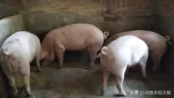 老两口在家坚持搞养殖纯赚好几万,原因是猪价上涨抵挡不住
