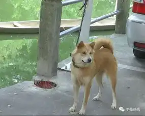 顺德龙江打死狗奖300元村小组组长因为我被咬了律师先别急
