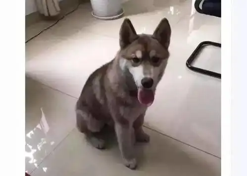 二哈被田园犬搞大了肚子,生出来的宝宝竟然....
