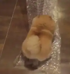 作为一只博美,你屁股比柯基的还大,你的狗脸呢
