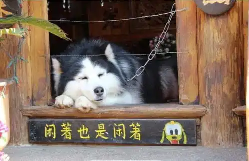 西伯利亚雪橇犬,一种让人疯狂的宠物狗狗哈士奇,别名二哈
