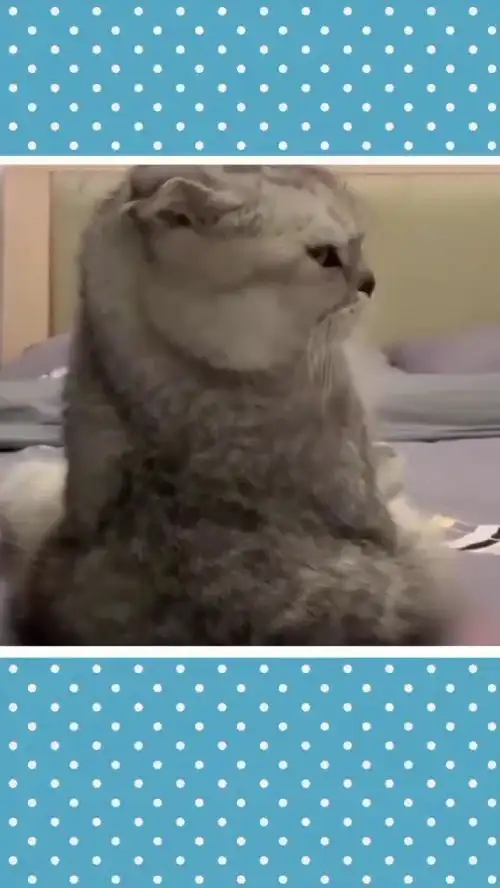 一只可爱的猫咪
