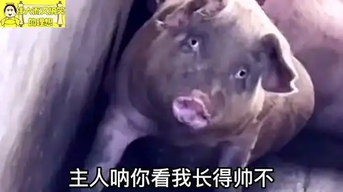 爆笑这是我见过最帅的猪,这张猪脸真让人涨知识
