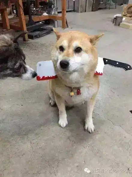 我差不多已经是一只废柴了......
