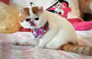 有趣大脸猫可爱图片大脸猫的趣味表情
