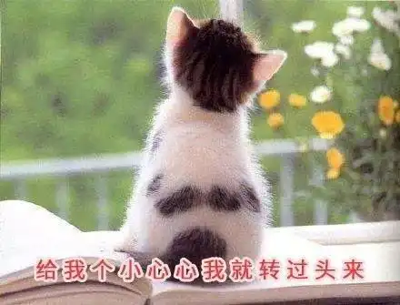 搞笑gif图片笑话段子她满脸害羞的说,你...你要怎么样啊
