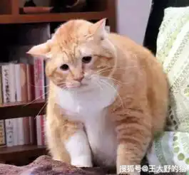 猫界新宠橘猫,吃得多长得胖,性格很讨喜,你真的了解它吗
