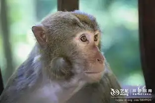 贵阳黔灵山的猴趣
