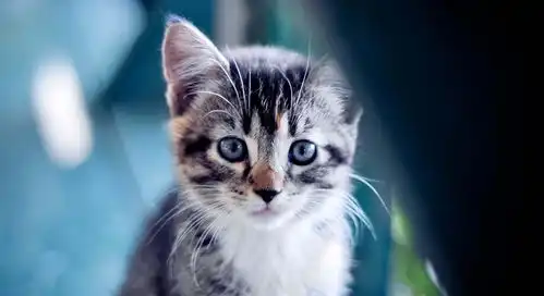 猫咪与你抢枕头不是别有用心,相反的它是非常的信任你
