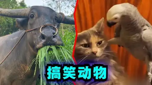 爆笑解说鉴赏一些动物的搞笑迷惑行为
