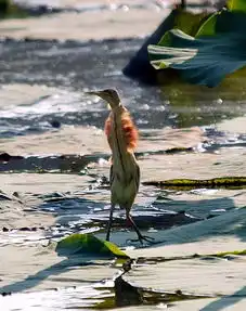 黄苇鳽
