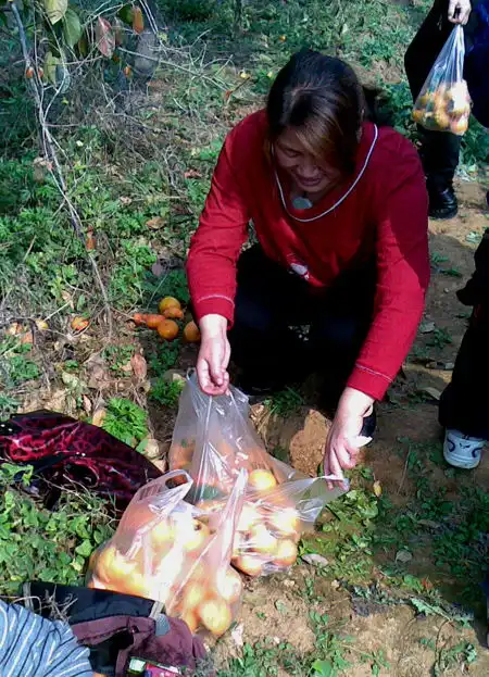 龙门西山的秋果幽默灌水www.lyd.com.cn国家一类新闻网站洛阳权威门户网站
