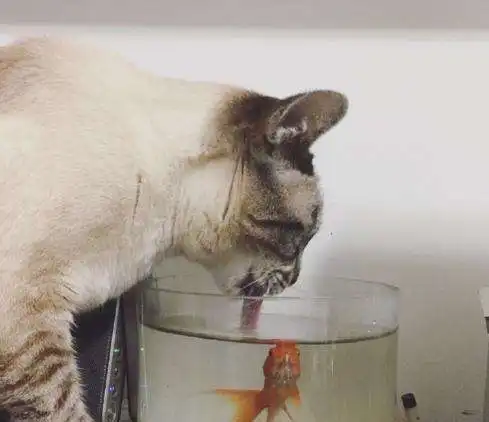 观察我家猫咪喝了一周的马桶水后,我发现了一个大秘密
