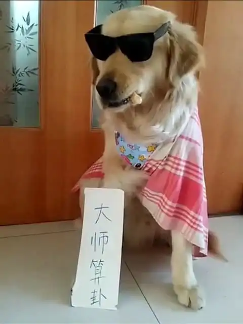 我家狗狗成精了
