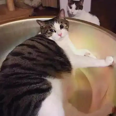 十个橘猫九个胖,一树狸花压塌炕,橘猫委屈说不出
