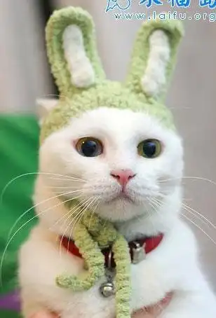 有没有可爱的猫猫图片

