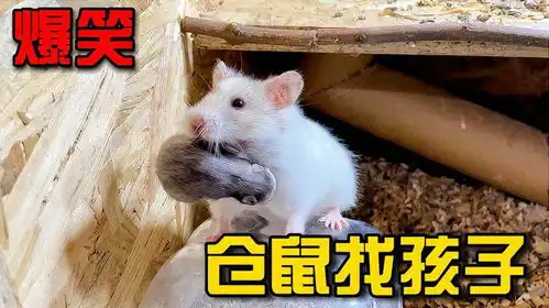 爆笑视频,仓鼠为了找回丢失的孩子使出浑身解数,把我大牙笑掉
