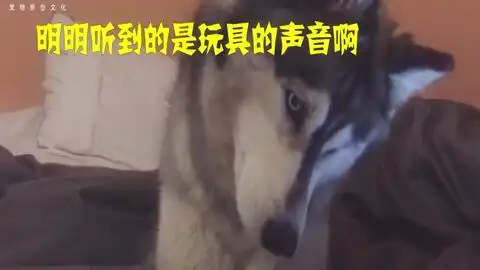 二哈对着主人说着要喝奶奶又萌又搞笑,女主人全程笑到岔气
